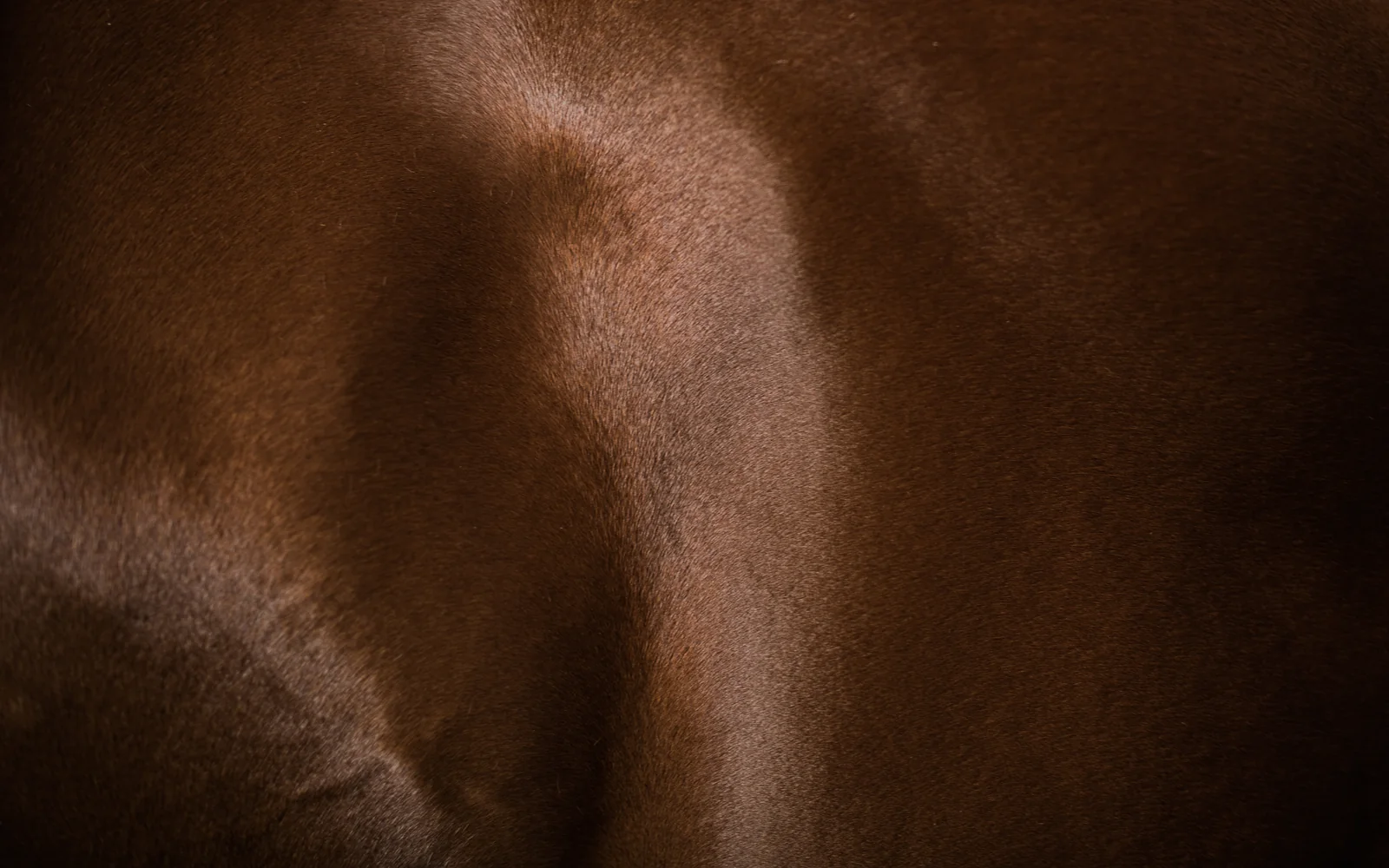 Horse coat texture